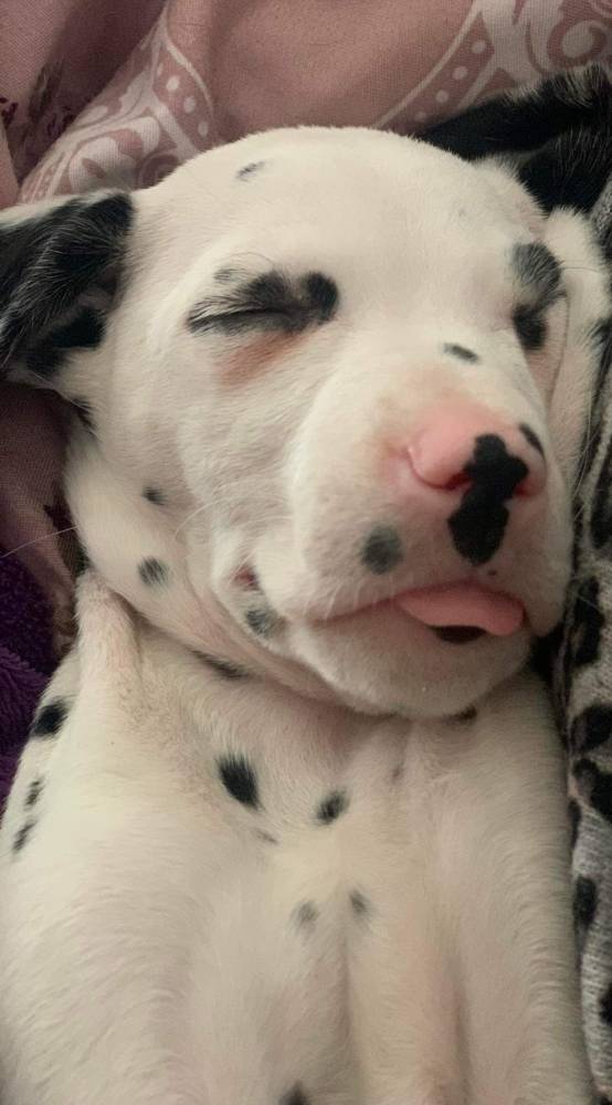 დალმატინელი