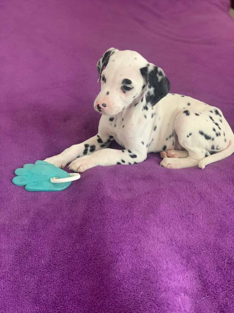 დალმატინელი