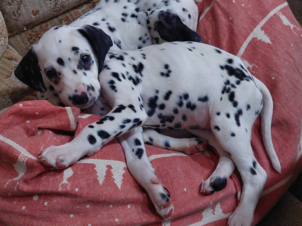 დალმატინელი