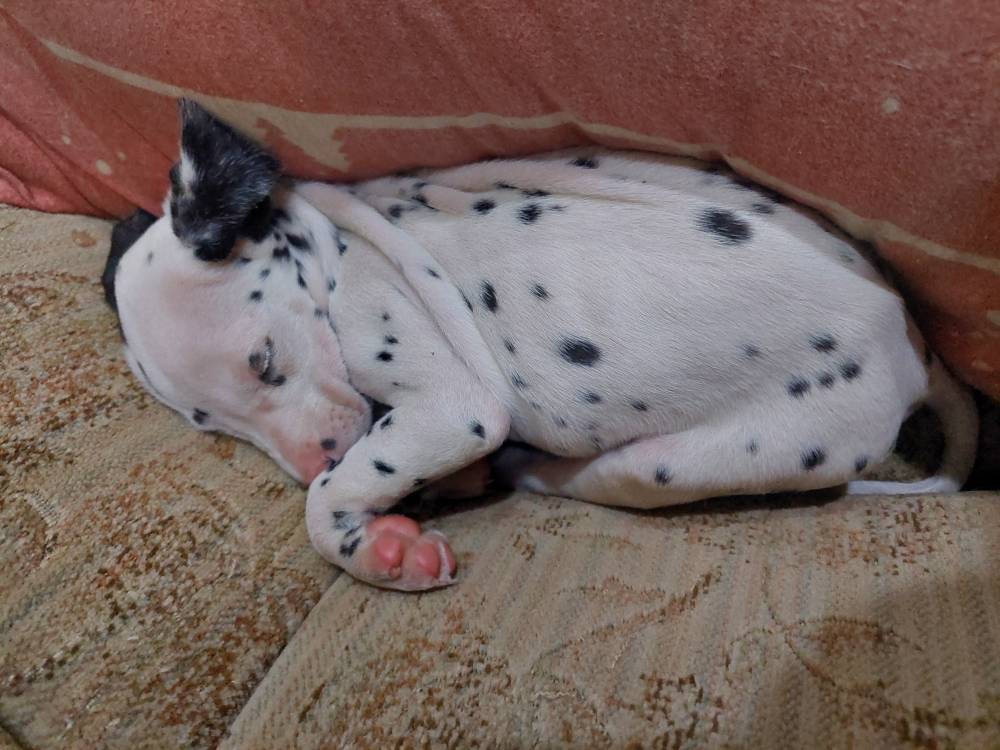 დალმატინელი