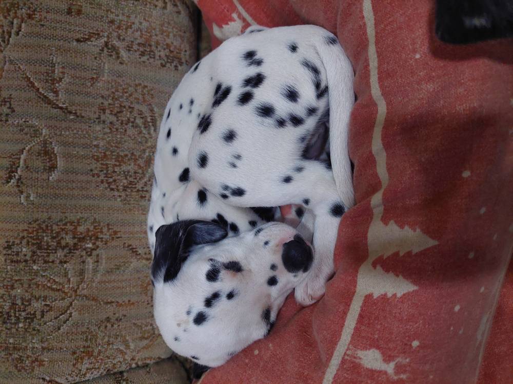 დალმატინელი