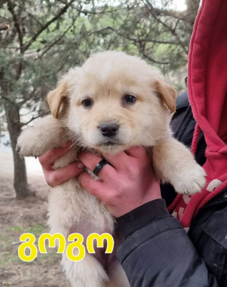 მეტისი ❤️