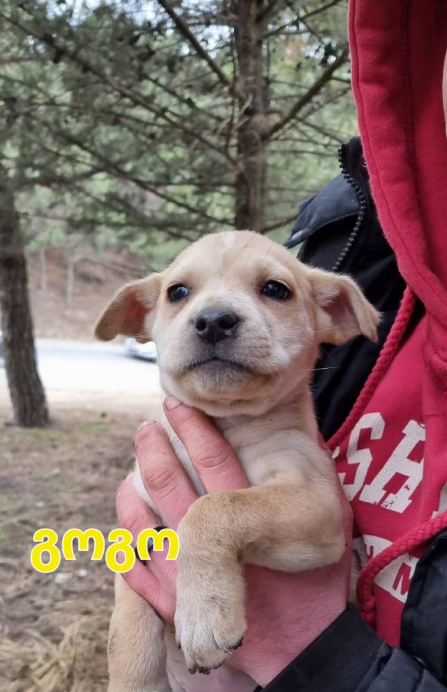 მეტისი ❤️