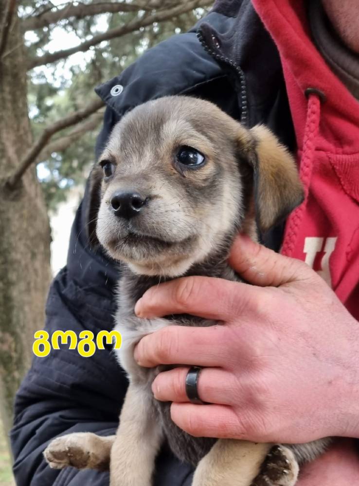 მეტისი ❤️