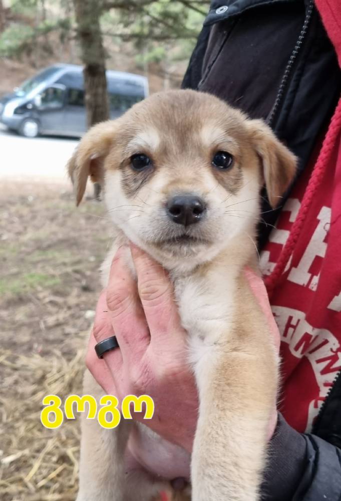 მეტისი ❤️