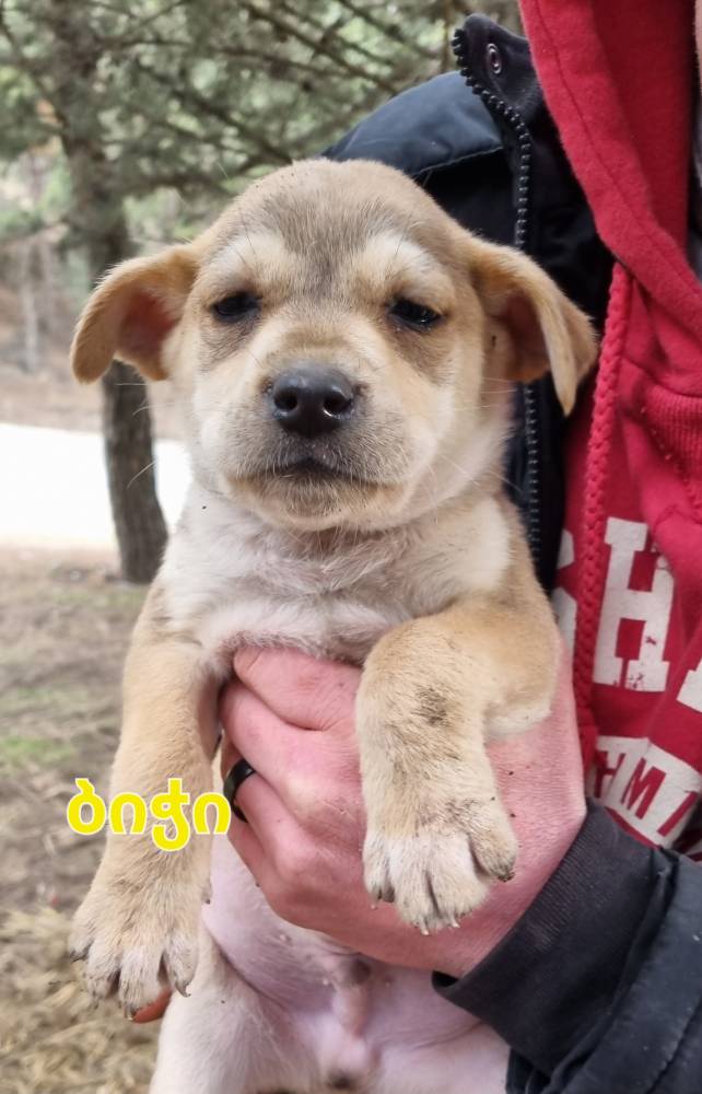 მეტისი ❤️