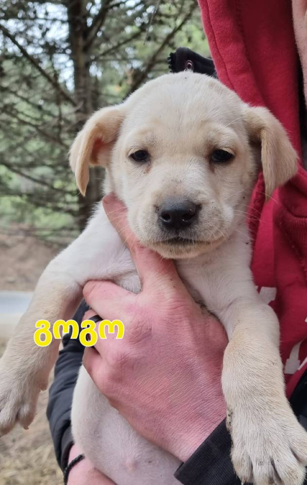 მეტისი ❤️