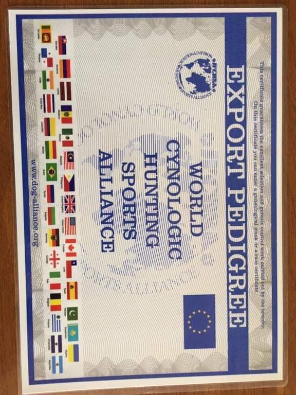 ამერიკული პიტბულ ტერიერი