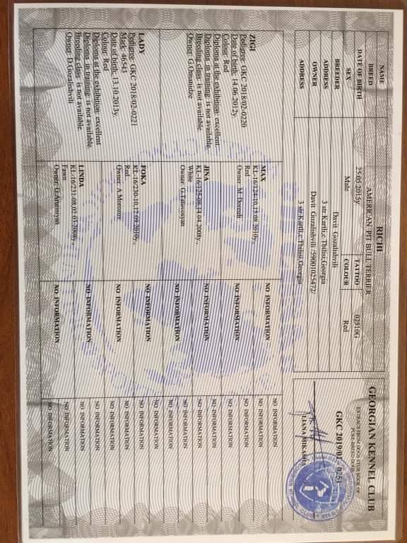 ამერიკული პიტბულ ტერიერი