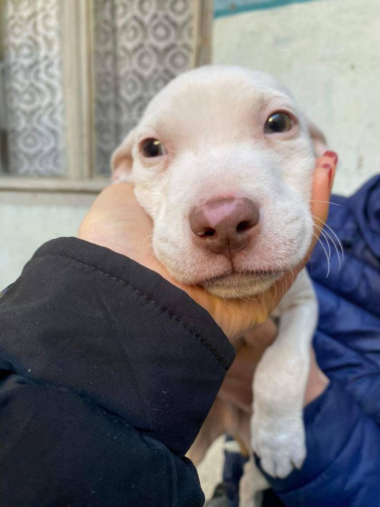 ამერიკული პიტბულ ტერიერი