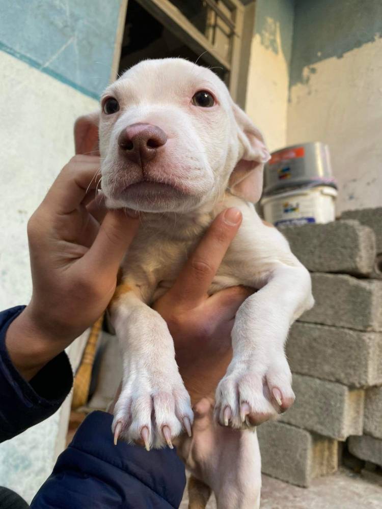 ამერიკული პიტბულ ტერიერი