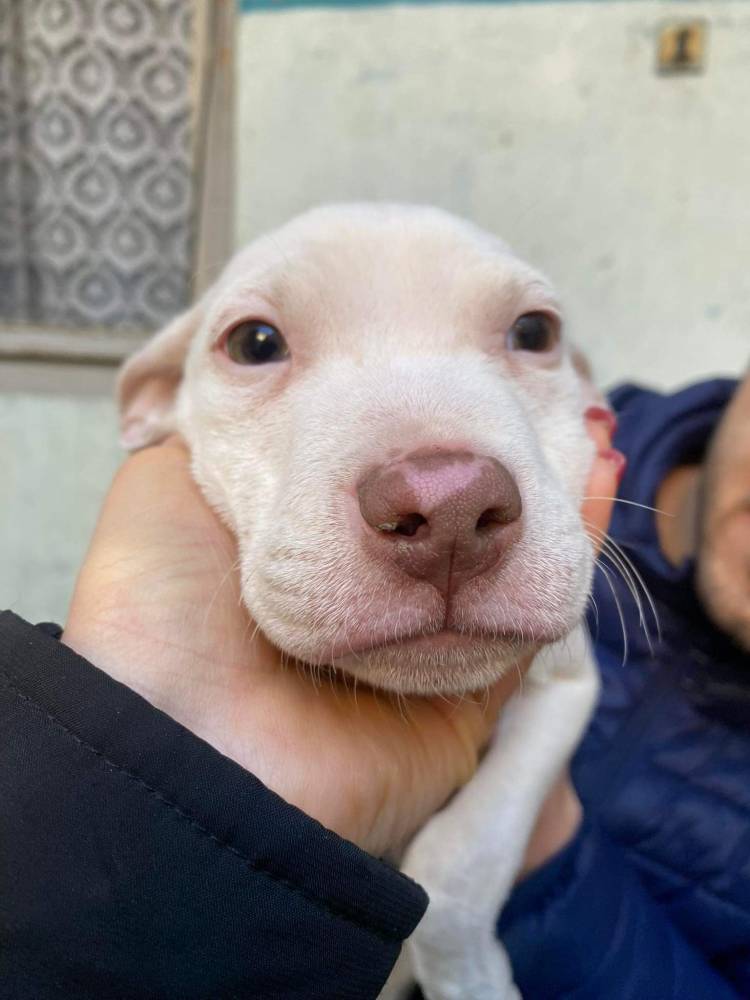 ამერიკული პიტბულ ტერიერი