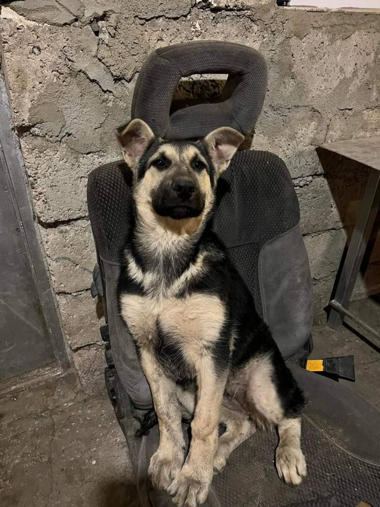 გერმანული ნაგაზი