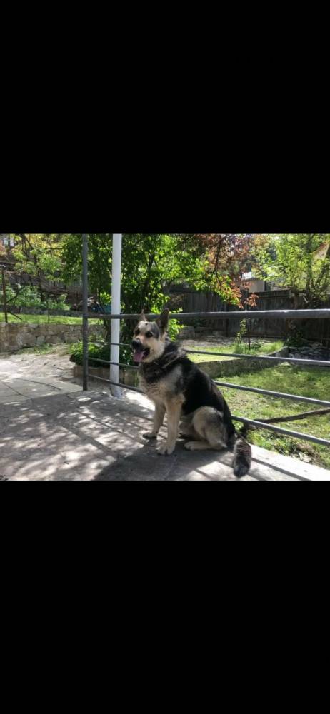 გერმანული ნაგაზი