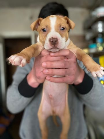 ამერიკული პიტბულ ტერიერი