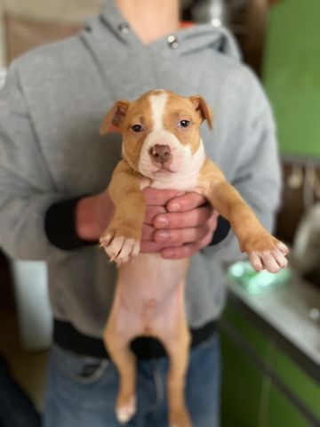 ამერიკული პიტბულ ტერიერი