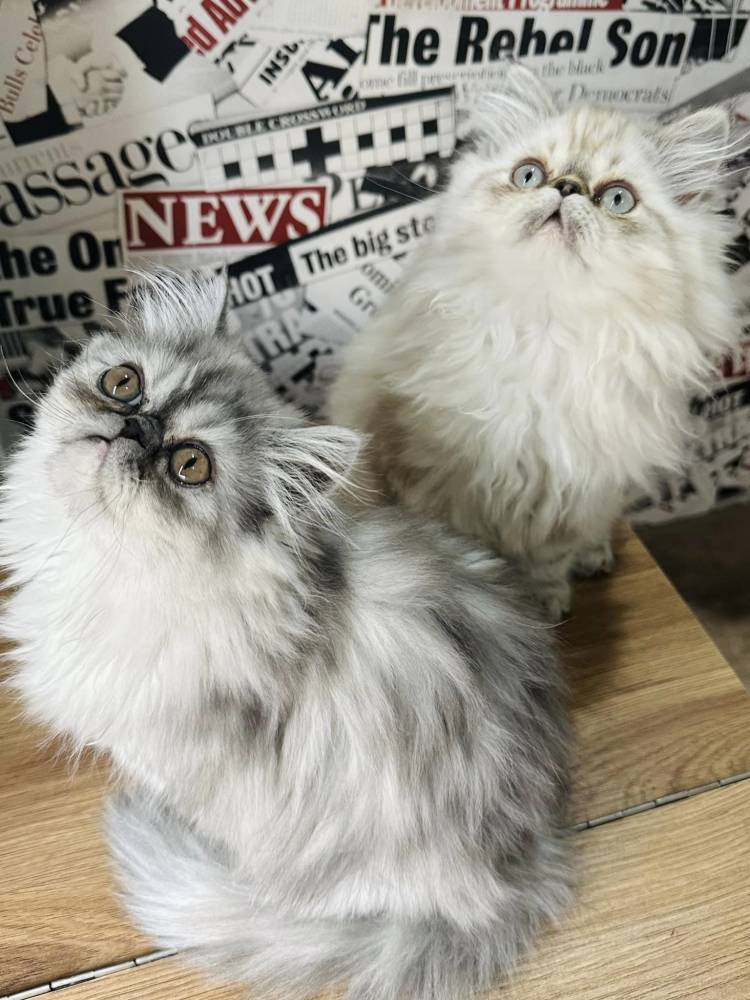 სპარსული