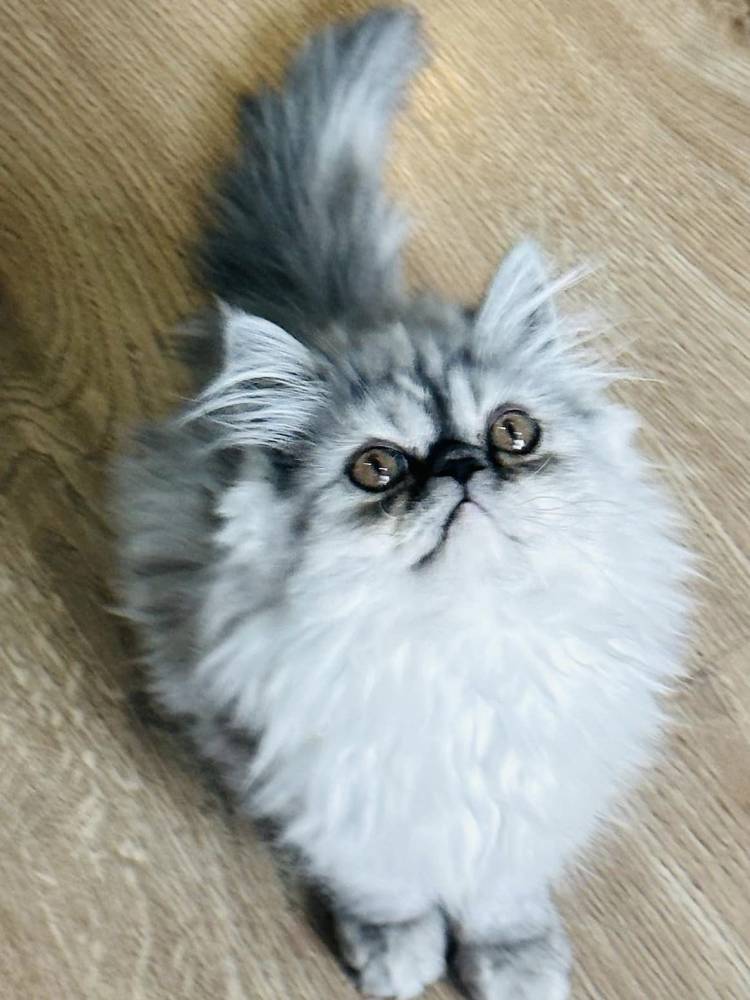 სპარსული