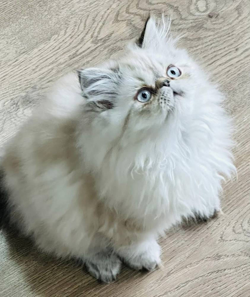 სპარსული