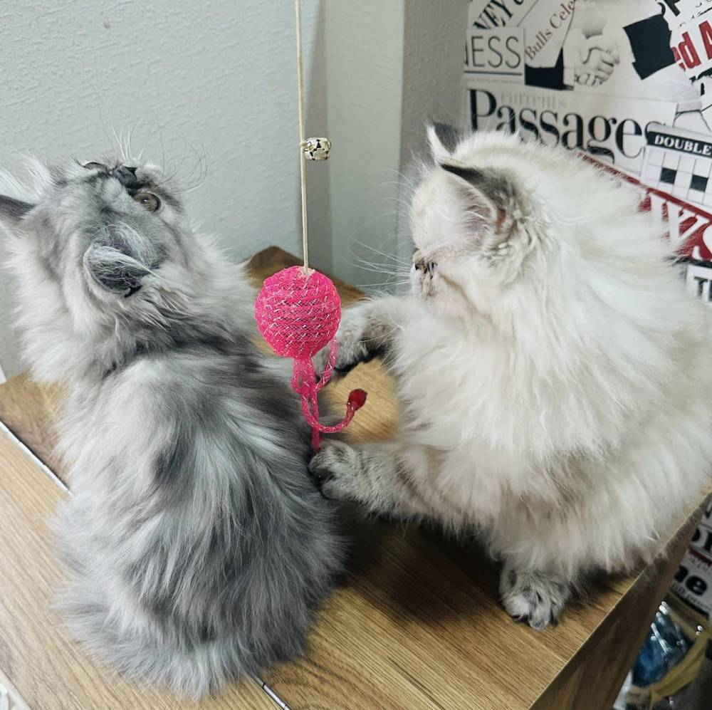 სპარსული