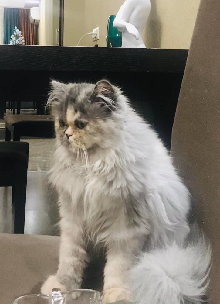 სპარსული