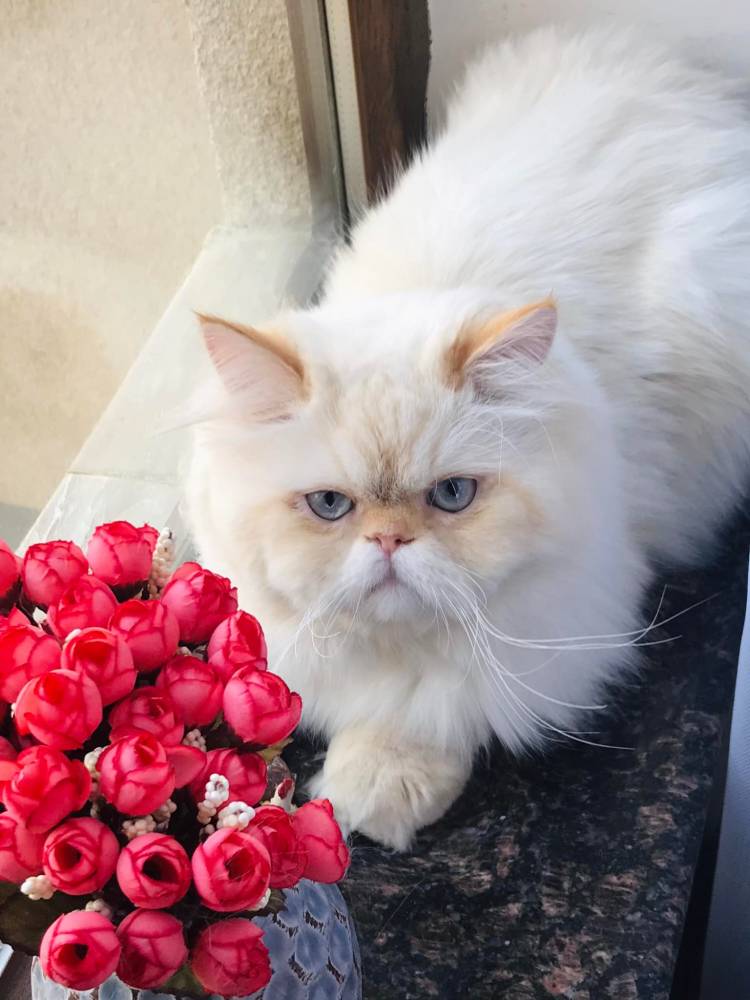 სპარსული