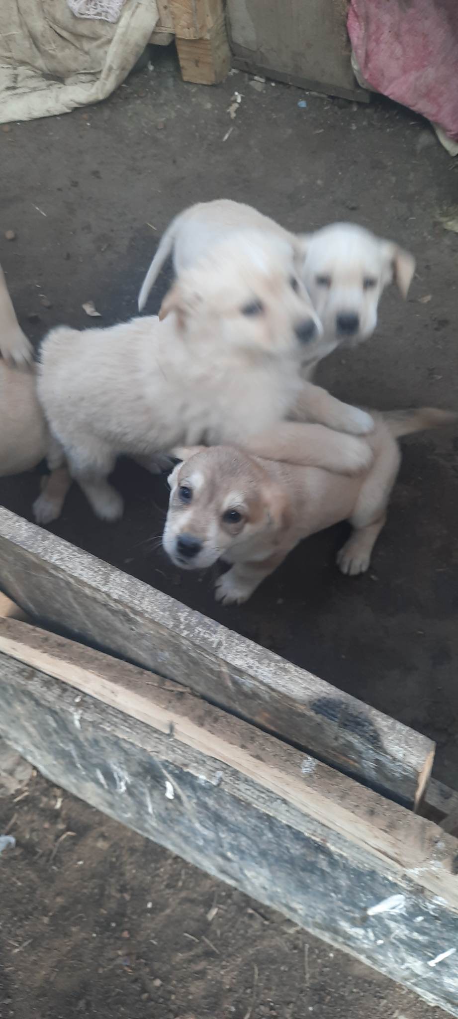 მეტისი ❤️