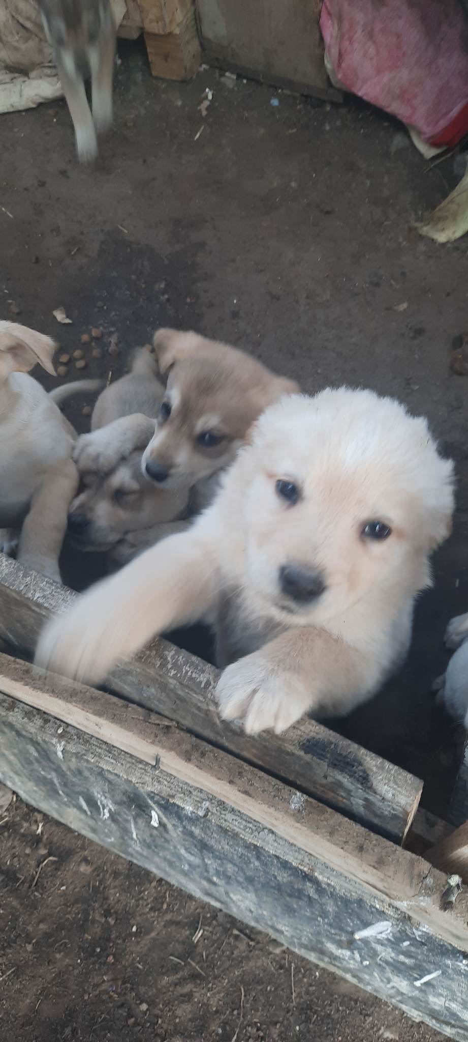 მეტისი ❤️