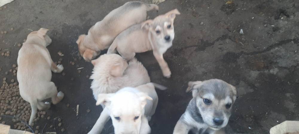 მეტისი ❤️