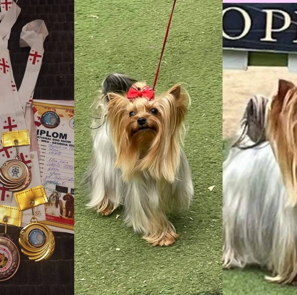 იორკშირ-ტერიერი