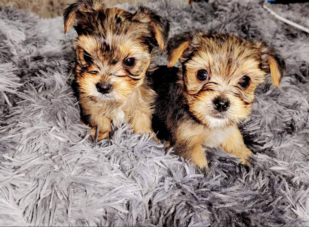 იორკშირ-ტერიერი