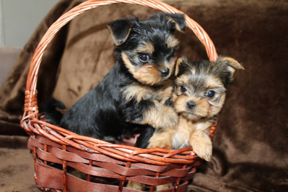 იორკშირ-ტერიერი