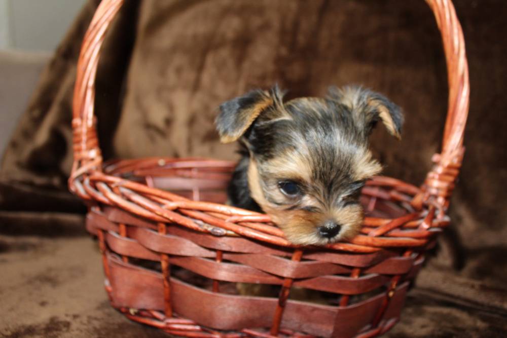 იორკშირ-ტერიერი