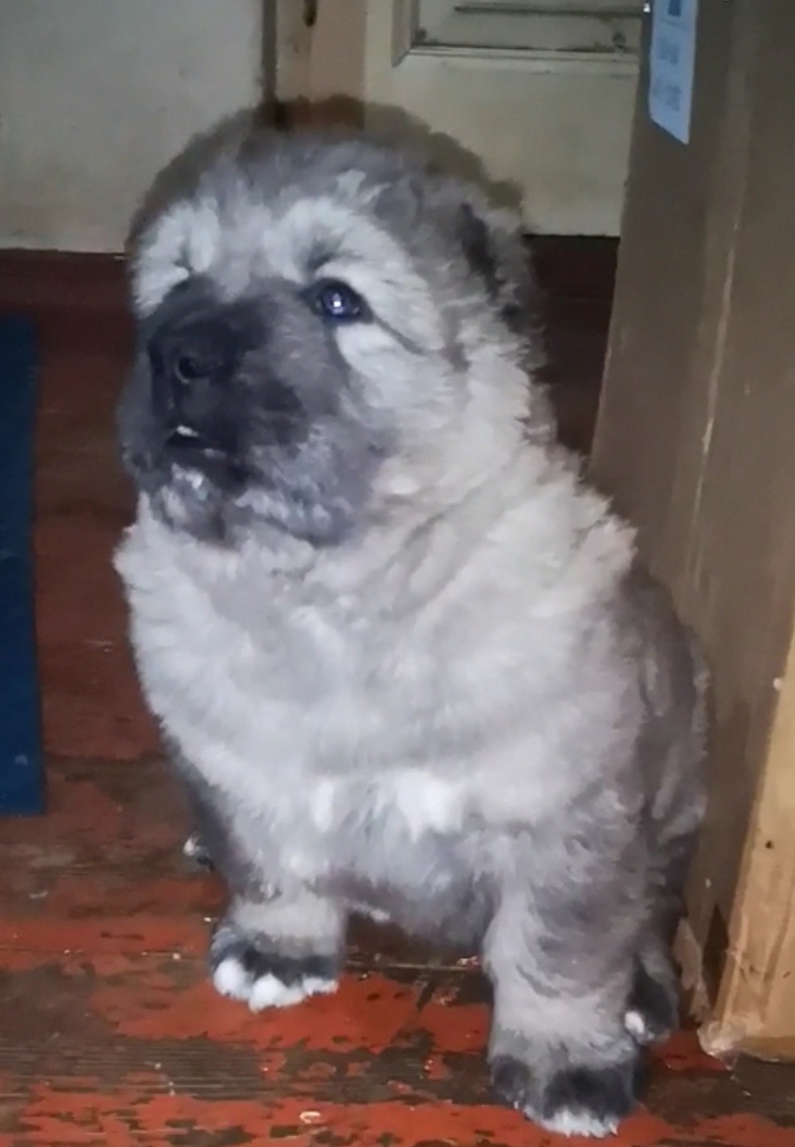 კავკასიური ნაგაზი