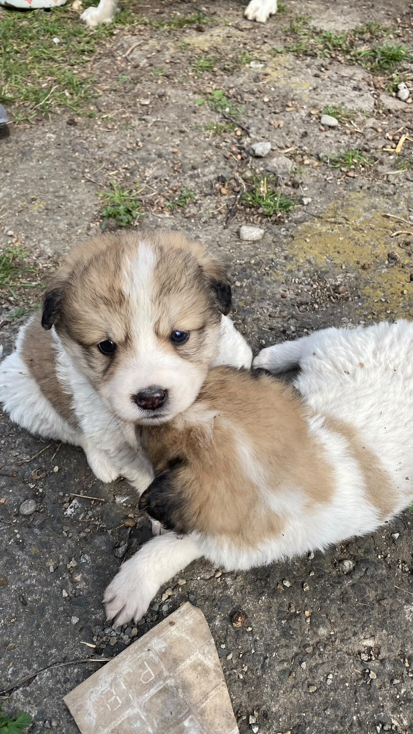 მეტისი ❤️