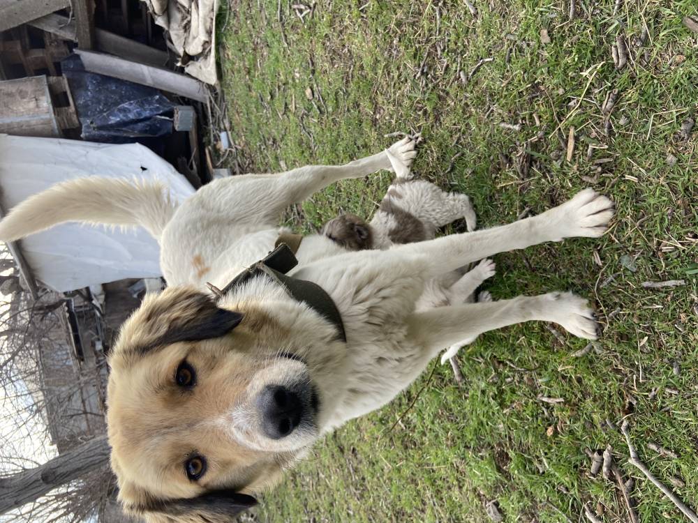 მეტისი ❤️