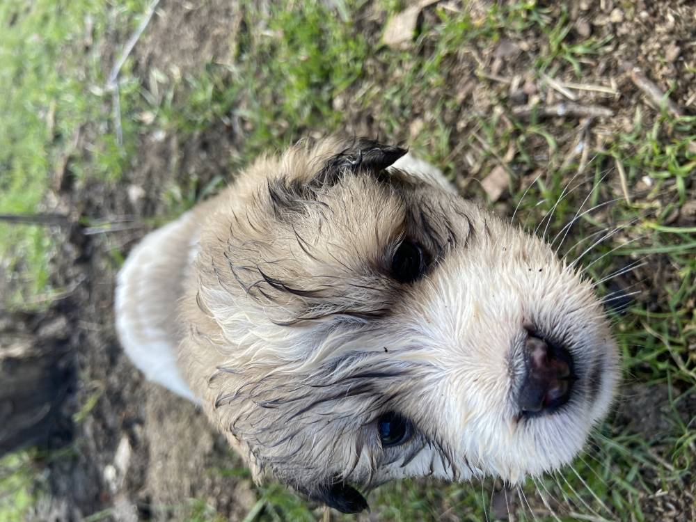 მეტისი ❤️