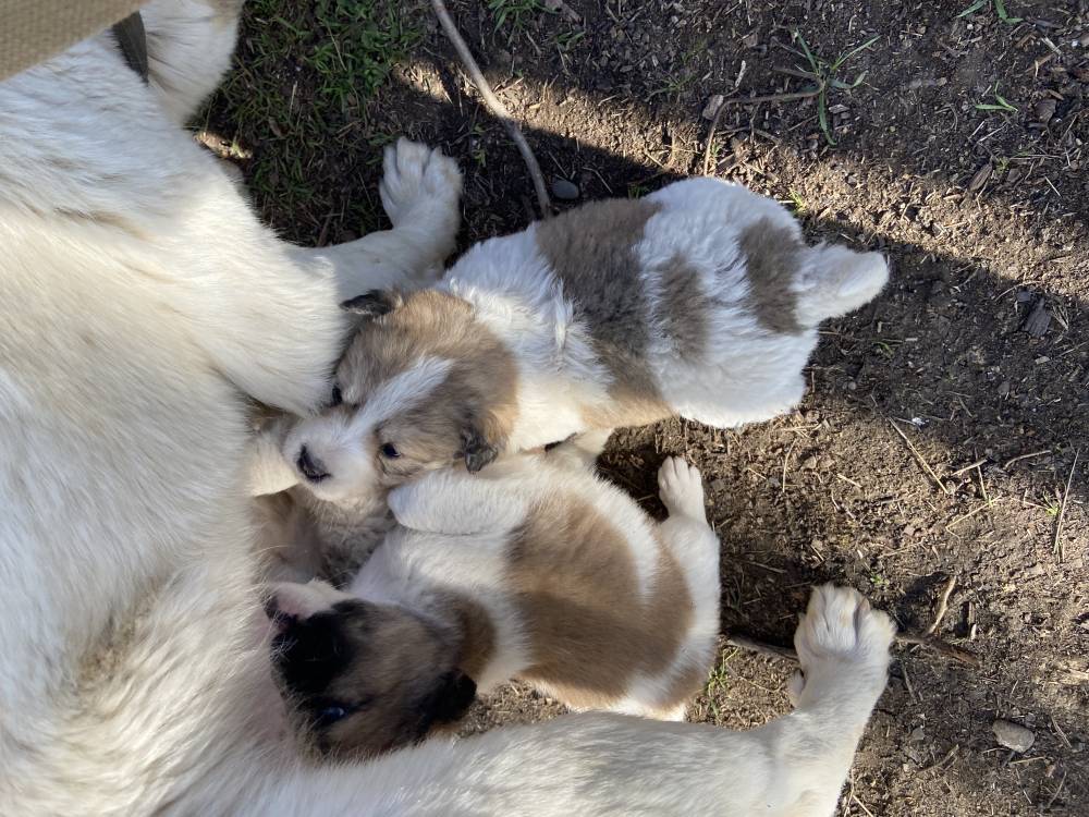 მეტისი ❤️