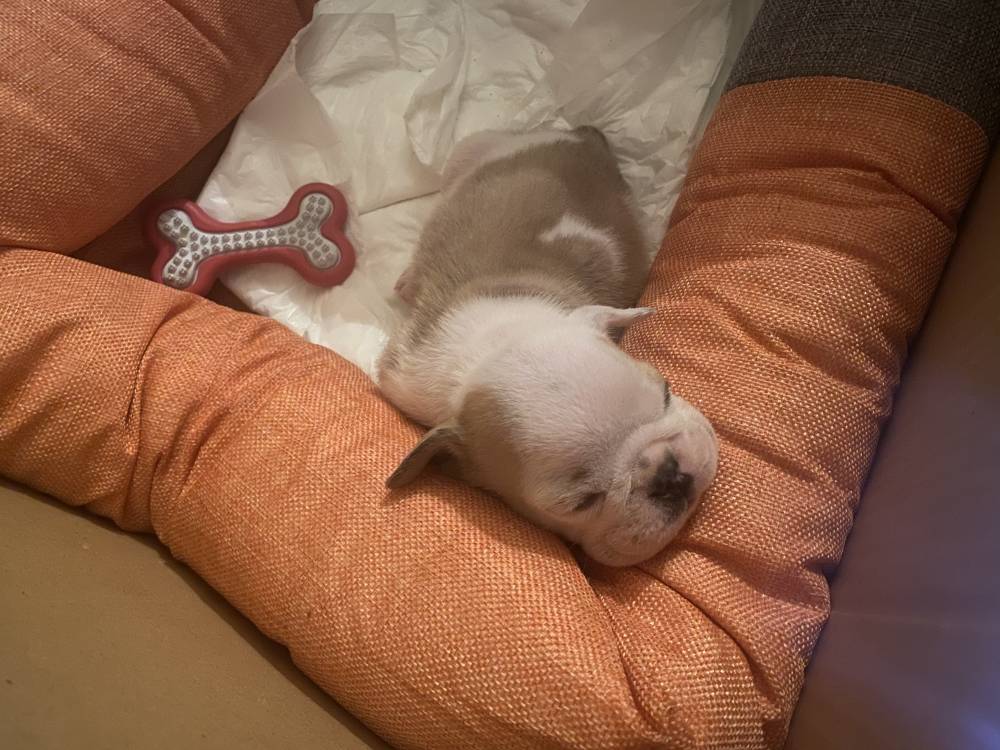 ინგლისური ბულდოგი