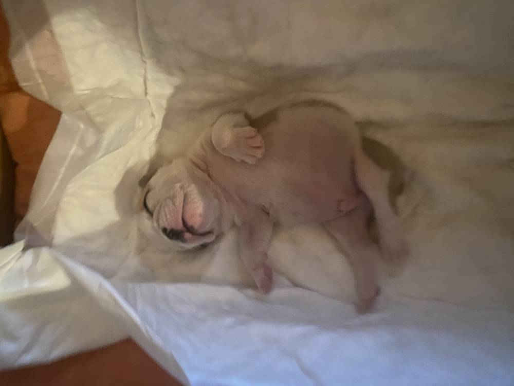 ინგლისური ბულდოგი