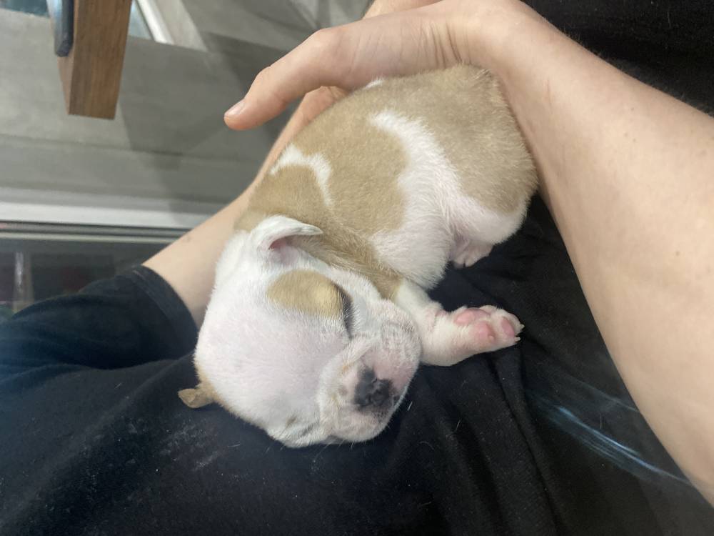 ინგლისური ბულდოგი