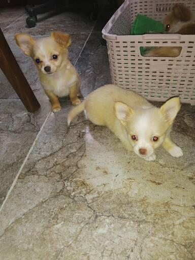 ჩიხუახუა