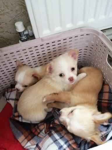 ჩიხუახუა