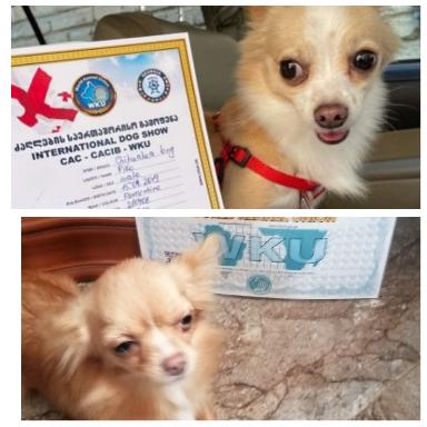 ჩიხუახუა