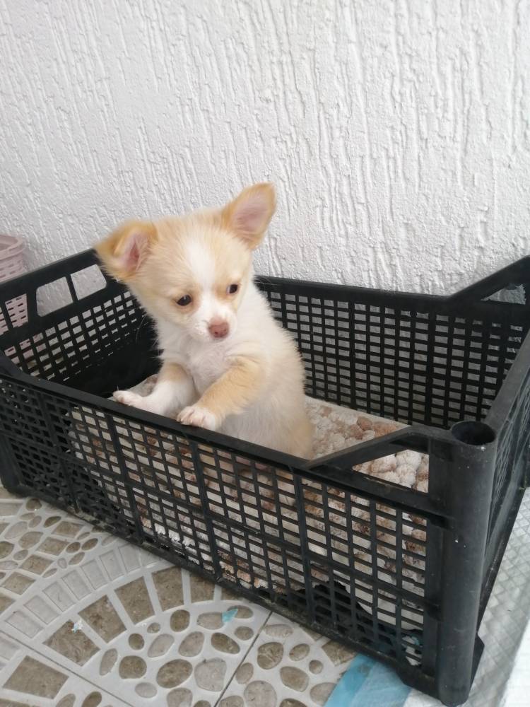 ჩიხუახუა