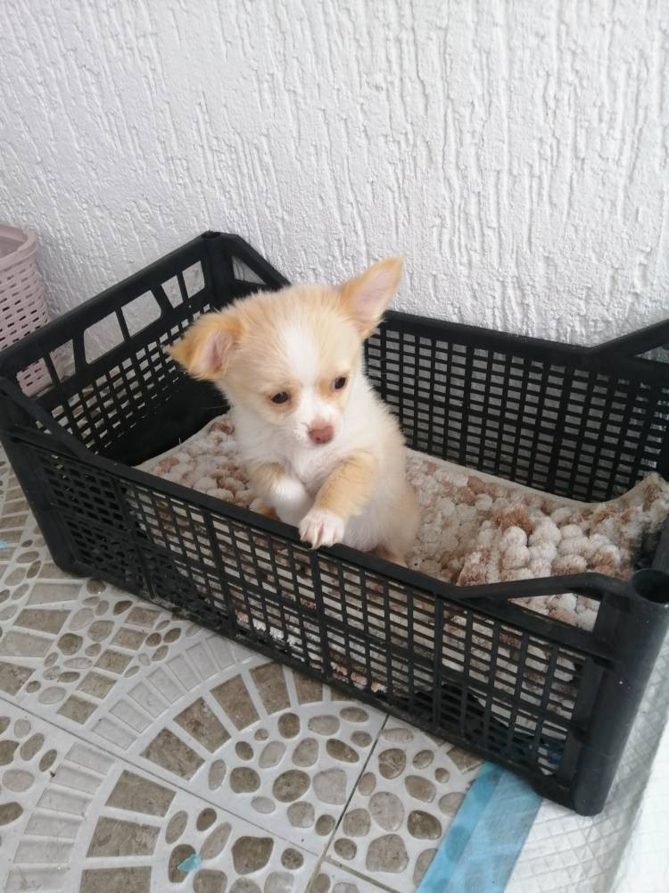 ჩიხუახუა