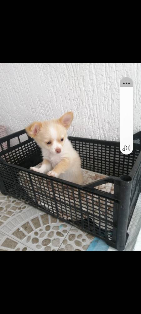 ჩიხუახუა