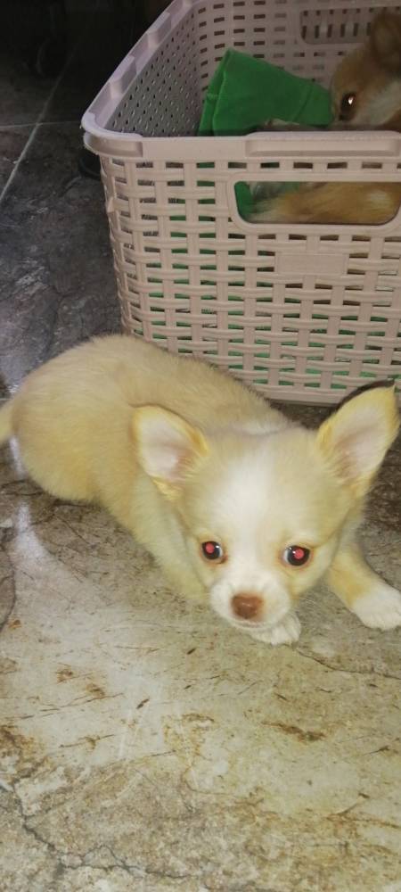 ჩიხუახუა