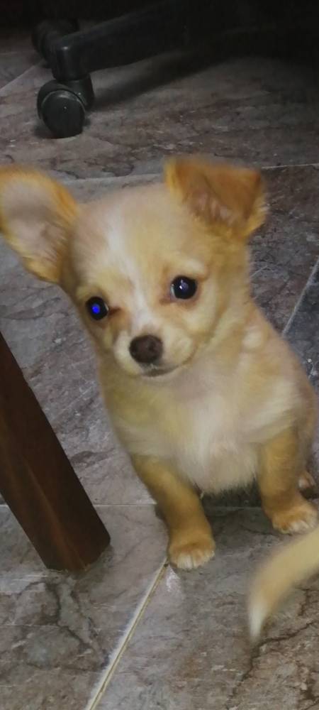 ჩიხუახუა