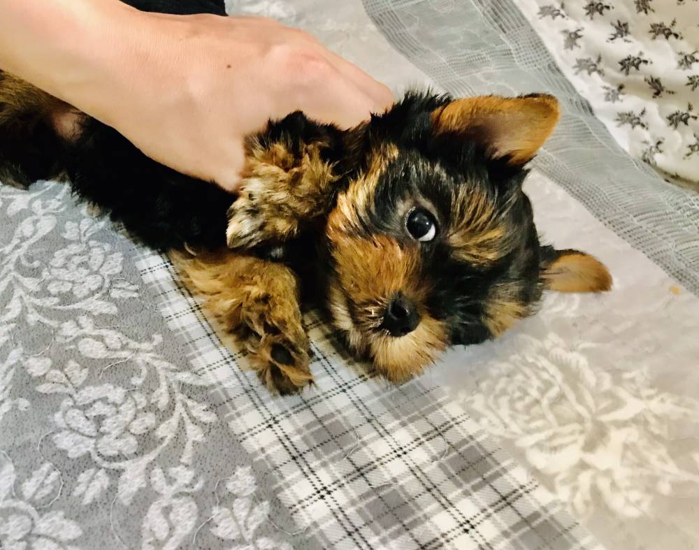 იორკშირ-ტერიერი